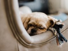 Furniture - Leather Repairs and Restoration